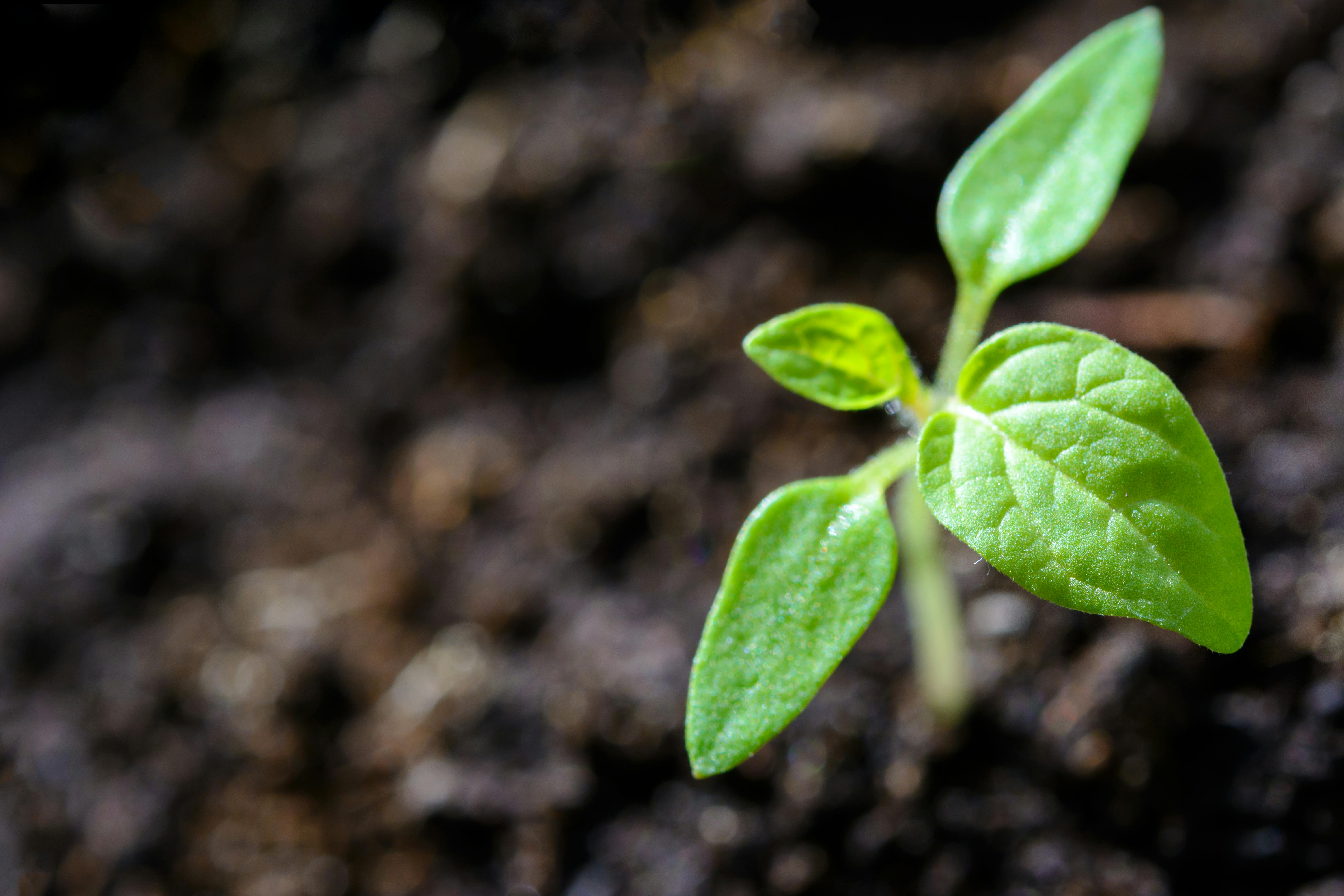 Muda brotando de terra representa o Dia Mundial do Meio Ambiente: atividades para empresas.
